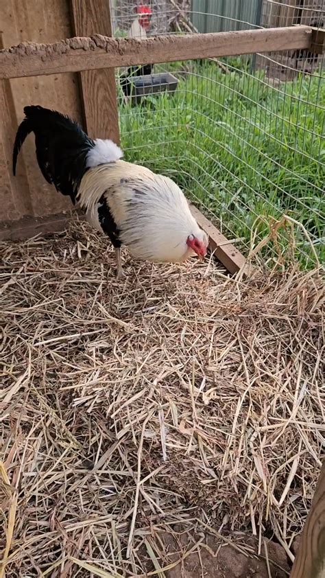 best lacy roundhead breeder.